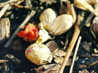 image of stinkhorn