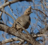 image of quail #2