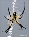 image of barn_spider