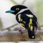 image of bird