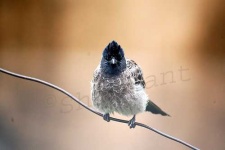 image of bulbul