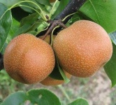image of pear