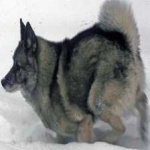 image of animal