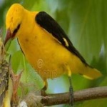image of bird