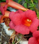 image of flower