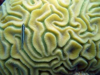 image of coral #24