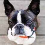 image of animal