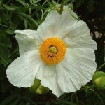 image of flower
