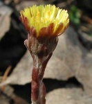 image of flower