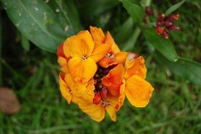 image of flower