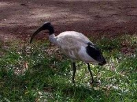 image of ibis