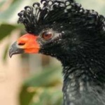 image of bird