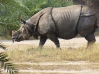 image of rhinoceros