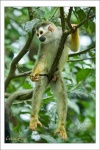 image of titi