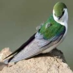 image of bird