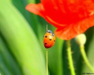 image of leaf_beetle