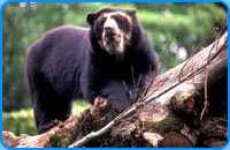 image of sloth_bear #14