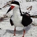 image of bird