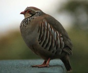 image of grouse #23