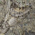 image of bird