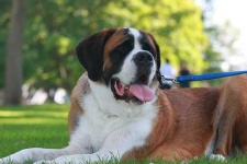 image of saint_bernard