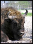 image of bison