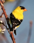 image of goldfinch