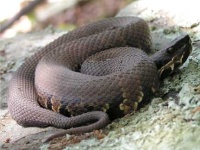 image of thunder_snake
