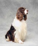 image of english_springer