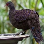 image of bornean_pheasant #5