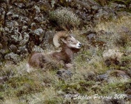 image of ram