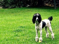 image of standard_poodle