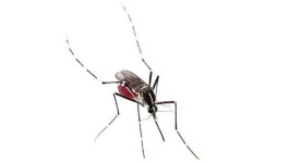 image of mosquito