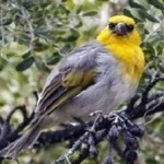 image of bird