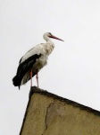 image of white_stork