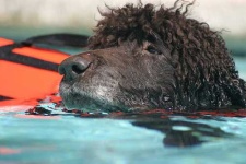 image of irish_water_spaniel #14