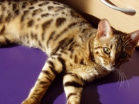 image of animal