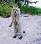 image of animal