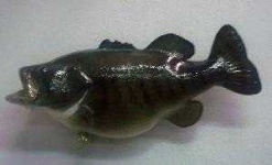 image of animal