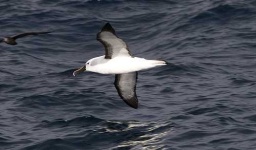 image of albatross