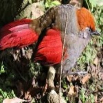 image of bird