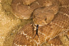 image of sidewinder