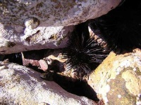 image of sea_urchin