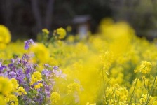 image of rapeseed