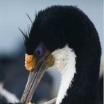 image of bird