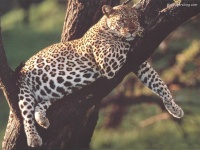 image of jaguar_car