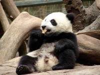 image of giant_panda