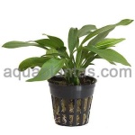 image of pot