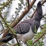 image of bird