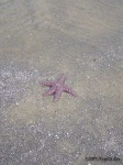 image of starfish